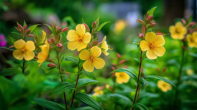 Цветя на вечерна иглика, цъфтящи в пищна градинска обстановка 2K тапет