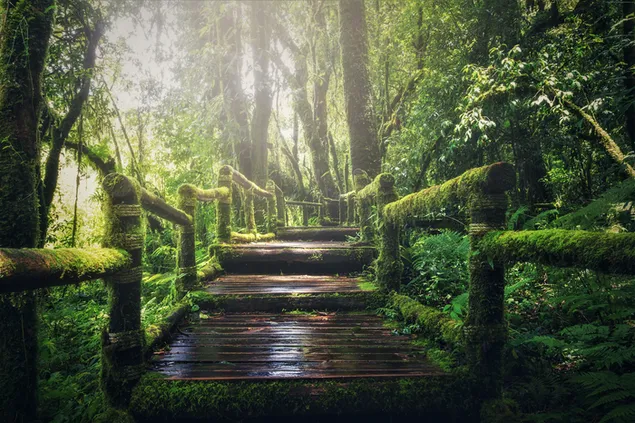 Immergrüner Wald 4K Hintergrundbild