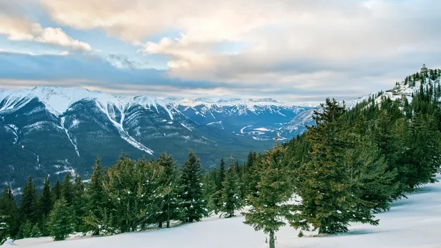 Evergreens im Banff-Nationalpark in Kanada