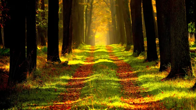 森の木々に囲まれた紅葉の散歩道
