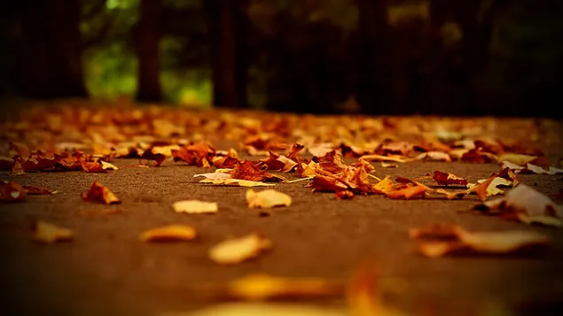 Fallen Sie in den Herbst HD Hintergrundbild