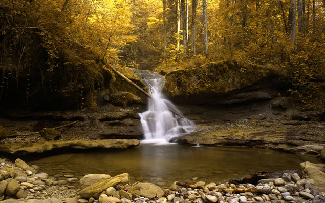 Herfstbladeren in gele tinten en een kleine beekwaterval die door bossen stroomt 2K achtergrond