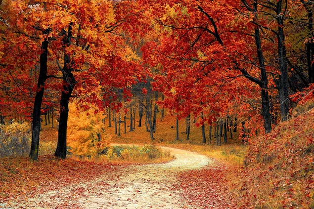 fall leaves HD wallpaper