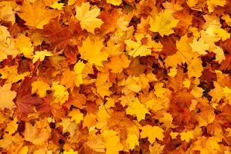 fallen leaves in autumn HD wallpaper