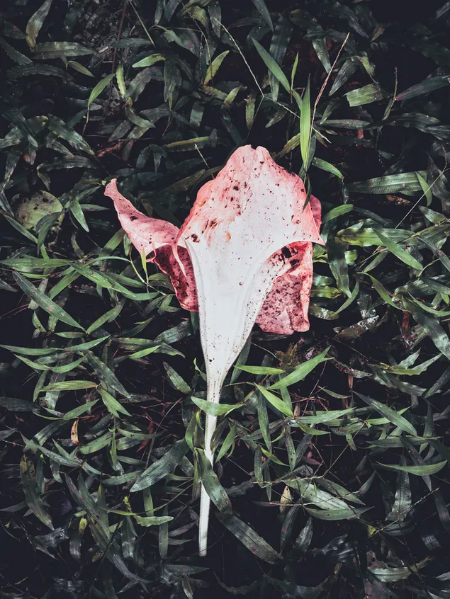 zhr@ lqrnfl lsqT@ ltnzyl