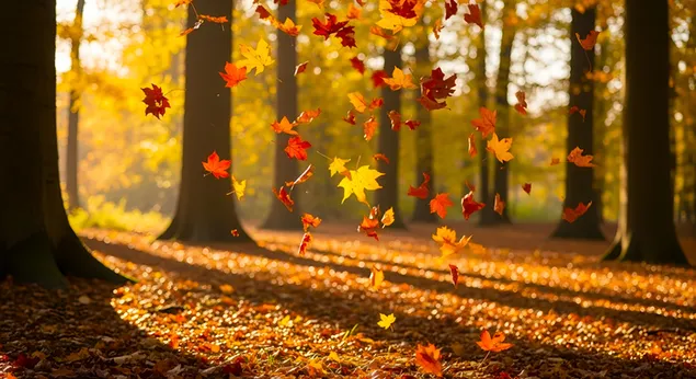 opadajuce jesenje lisce u zlatnoj sumi na suncu preuzmi