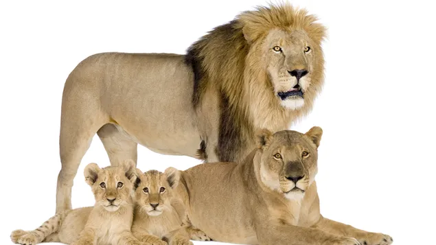 familia de leones