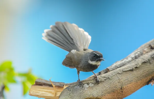 fantail fugl 4K bakgrunn