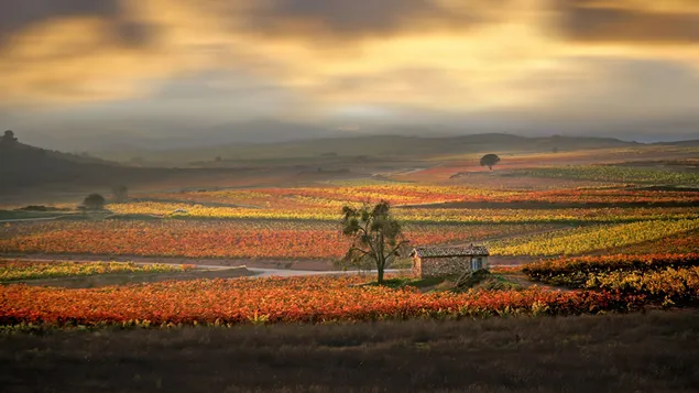 paisaje de campo de granja 4K descarga de fondo de pantalla paisaje de campo de granja 4K descarga de fondo de pantalla