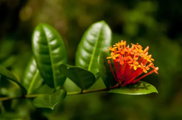 Fascinante vista de la pequeña flor de naranja en el fondo del bosque borroso