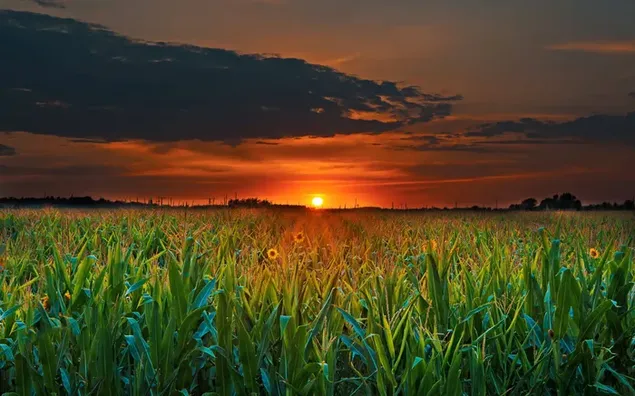Faszinierende Landschaftsansicht, die von der aufgehenden Sonne auf dem Sonnenblumenfeld geschaffen wird 4K Hintergrundbild