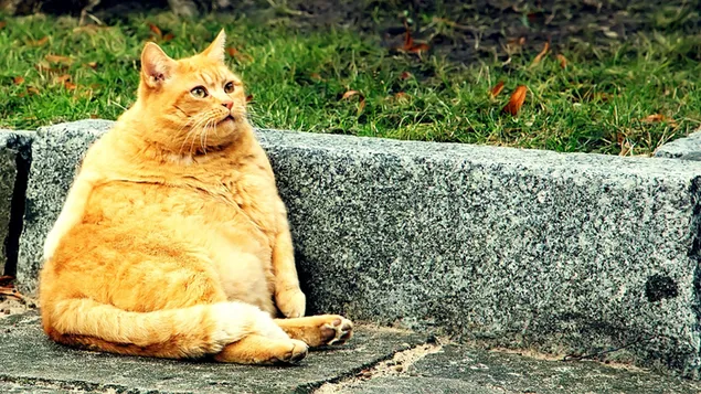 Gato atigrado gordo sentado en una acera descargar