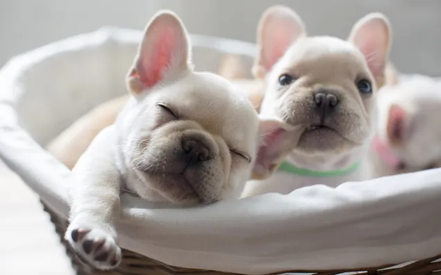 Reebruine en witte Franse Bulldog-puppy's HD achtergrond