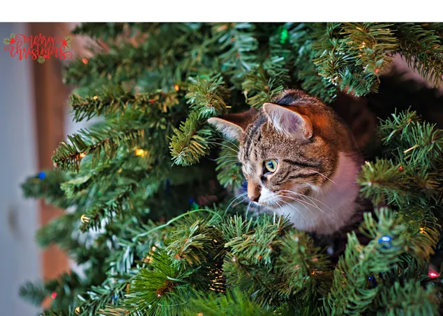 Felices saludos navideños de un gato atigrado pasando el rato en el árbol de Navidad