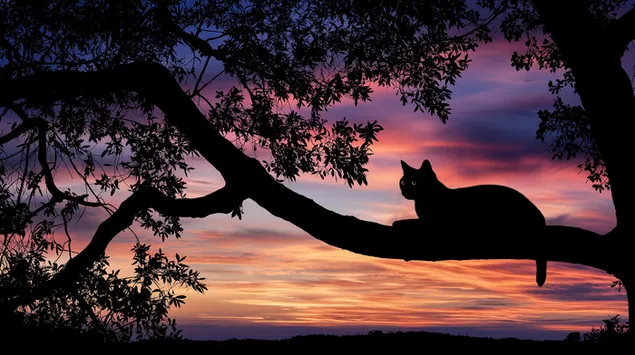 muat turun siluet kucing berehat di cawangan pokok luas pada waktu matahari terbenam
