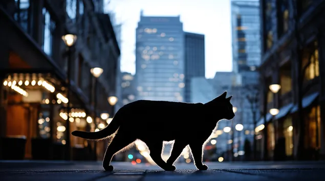 tsllyt khtvlyt mtyylt brkhvb b`yr, nvp shl tvrt sbybh hvrd