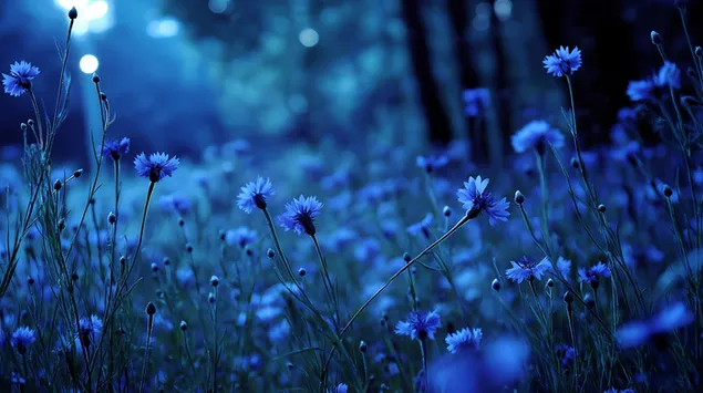 柔らかく夢のような光に照らされた青いヤグルマギク畑 2K 壁紙