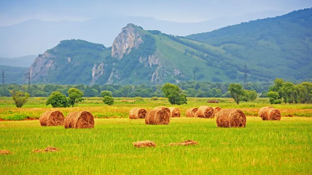 Field of haystack