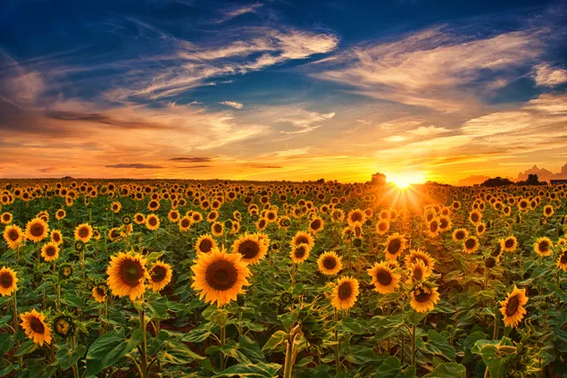 Bidang bunga matahari di bidang cerah di lanskap berawan dan cerah