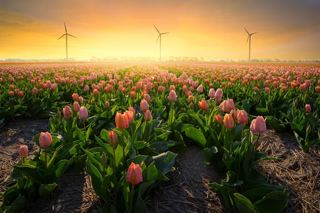Campo de rosas de viento y tulipanes en paisaje amarillo iluminado