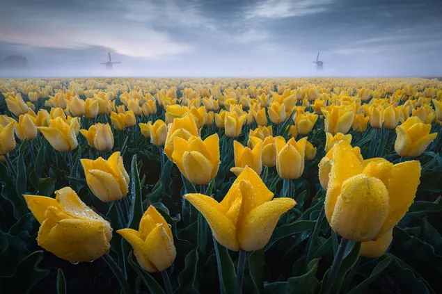 Hình nền Cánh đồng hoa tulip vàng với hạt mưa và cối xay gió HD