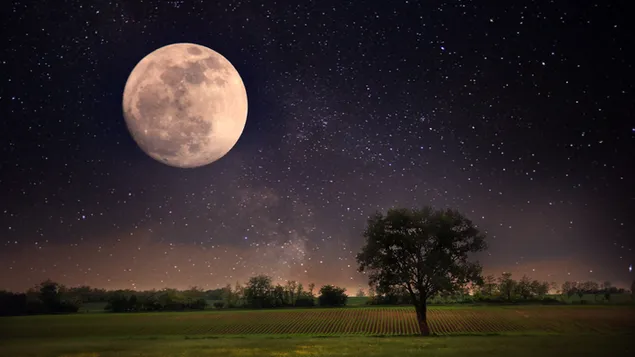 Campo con árboles y hierba verde bajo luces de luna llena en noche estrellada 8K fondo de pantalla