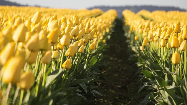 reimsi tiuilipi bui ioslodail