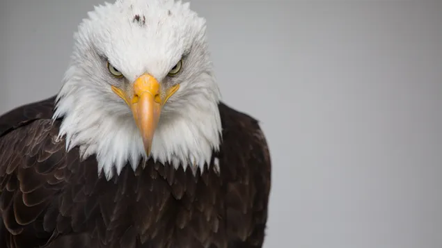 Fierce look - bald eagle