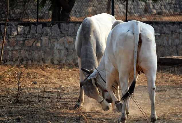 Taustakuva Fighting Bulls 4K