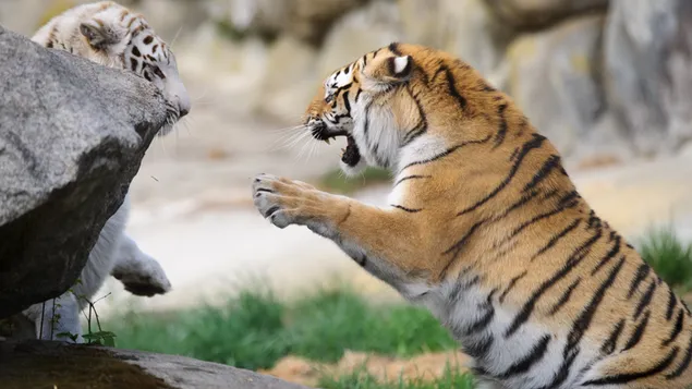 Kampf gegen wilde Tiger