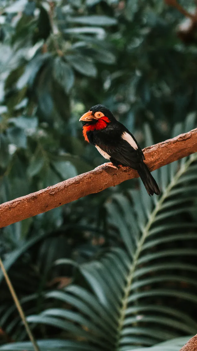muat turun burung finch di atas pokok