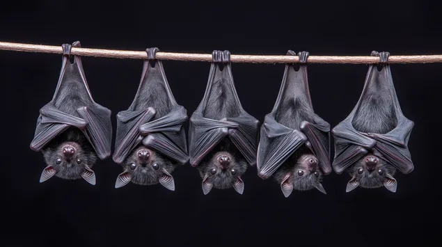 pese lakuriqe nate varur permbys ne erresire, shkarkim