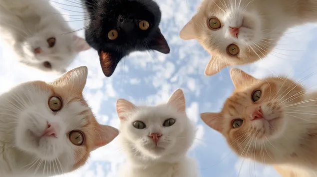 pet domacih macaka gledaju prema dolje na pozadini vedrog neba preuzmi