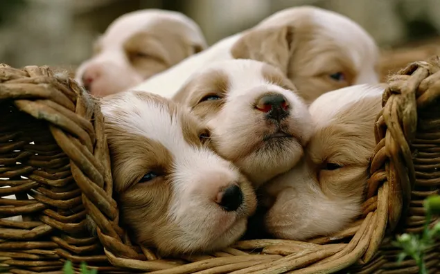 Vijf kortharige wit-bruine puppy's HD achtergrond