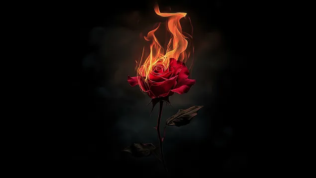 trendafili i zjarrte i dashurise se zjarrte shkarkim