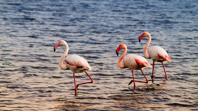 Flamingo download