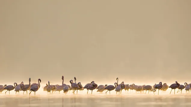 Flamingos in foggy lake