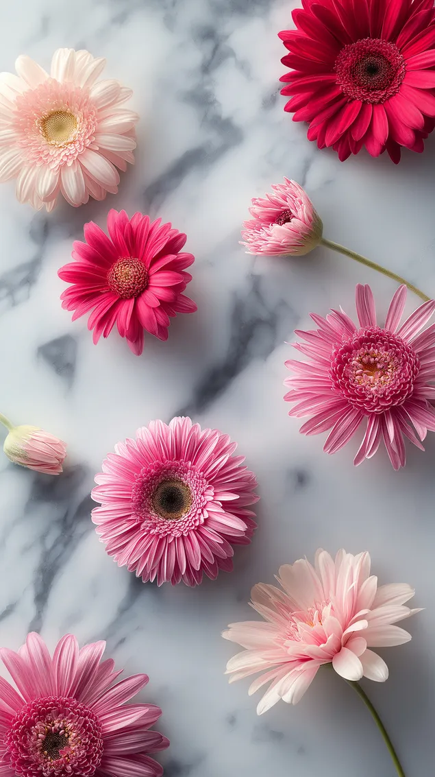hoa cuc gerbera tuoi nam phang tren nen da cam thach tai xuong
