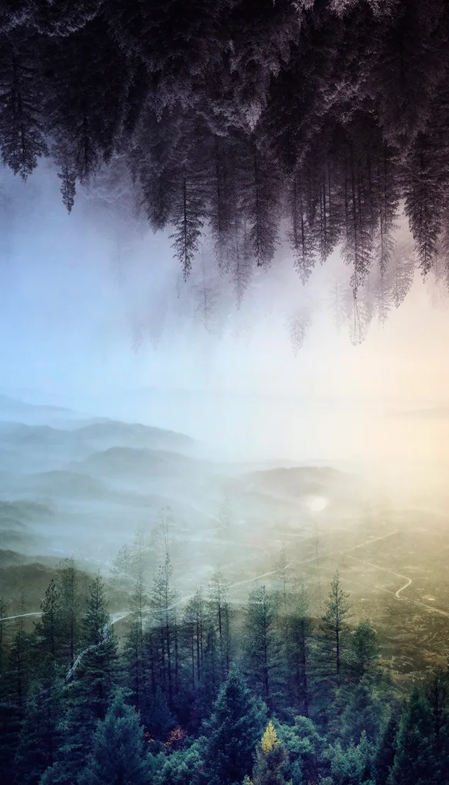 odwrócony las HD tapeta