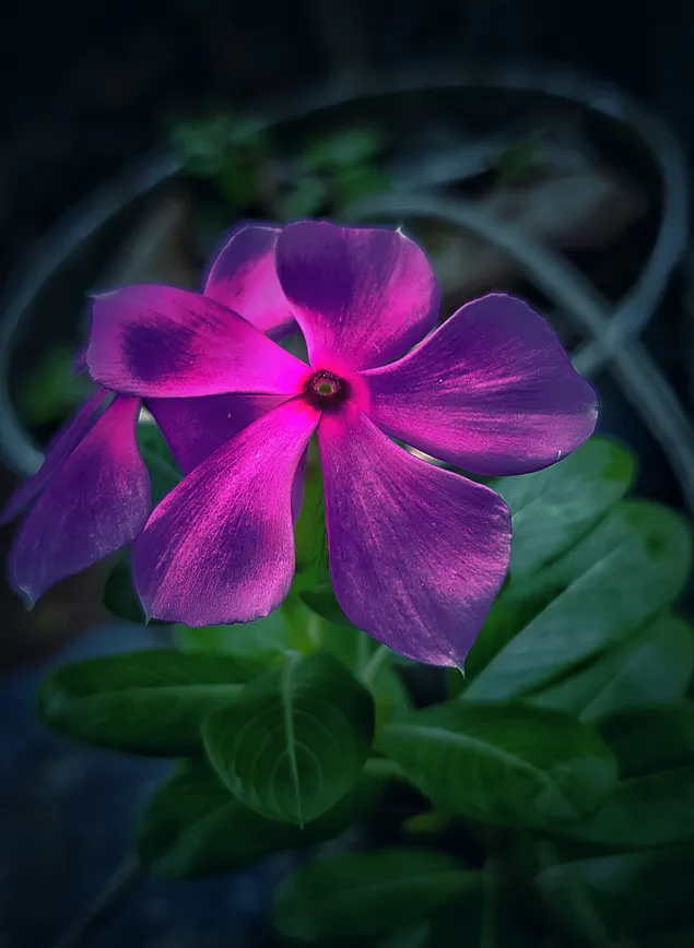 Flor de bígaro, los colores de la naturaleza.