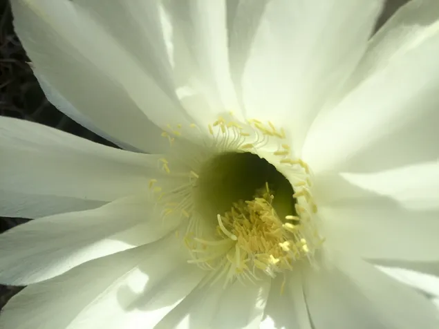 Flor de cactus blanco y estambres macro