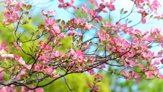 flor de cerezo en primavera