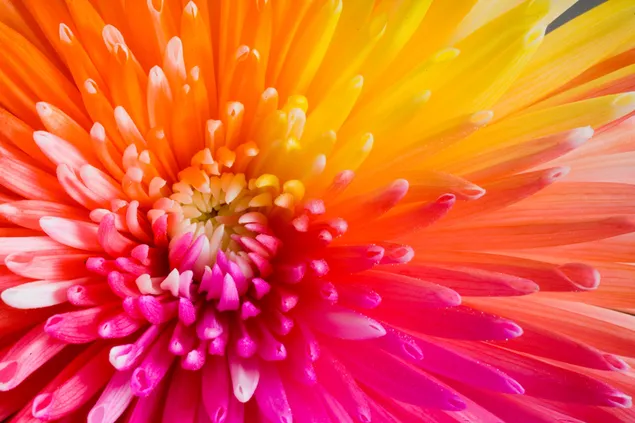 Flor de crisantemo colorido de cerca