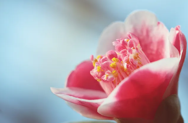 Flor de flor de camelia rosa
