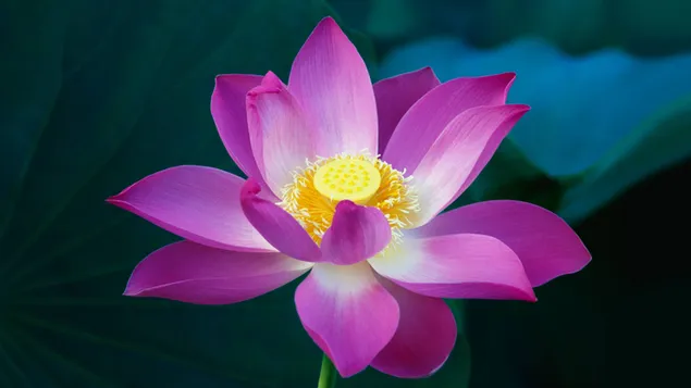 flor de loto rosa