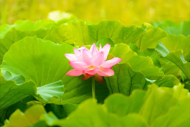 flor de pétalo rosa con hojas verdes