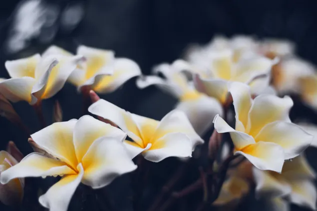 Flor de Plumeria blanca y amarilla