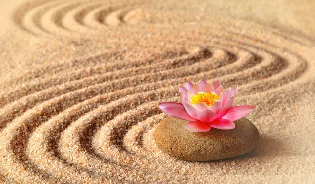 Flor rosa en la piedra en la arena.