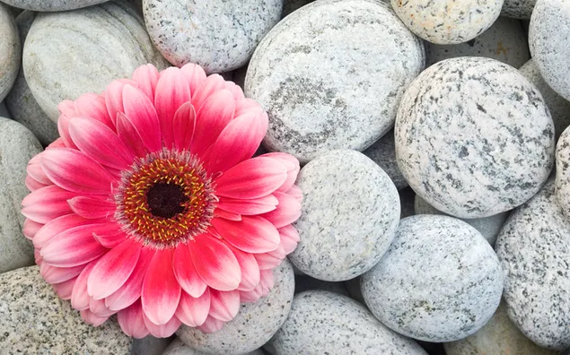 Flor rosa y piedras