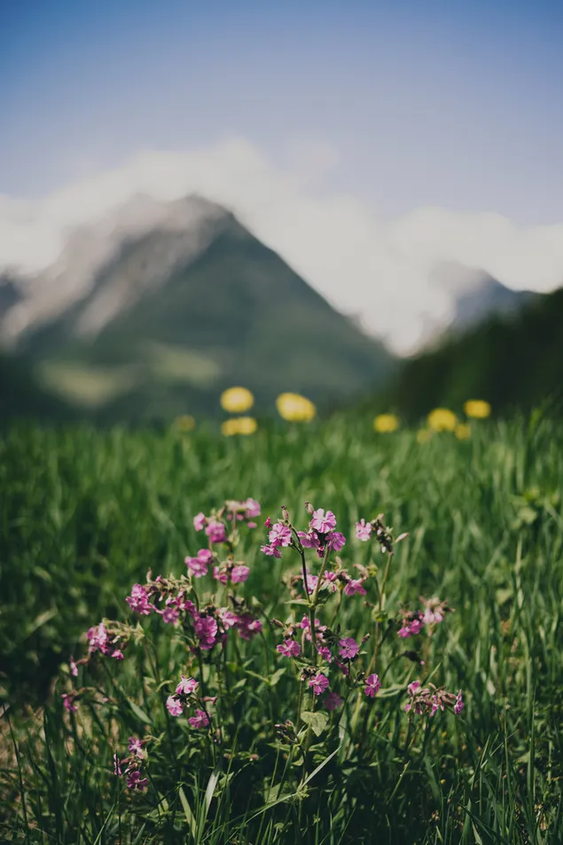 Flores de color púrpura en el campo de hierba verde cerca de la montaña